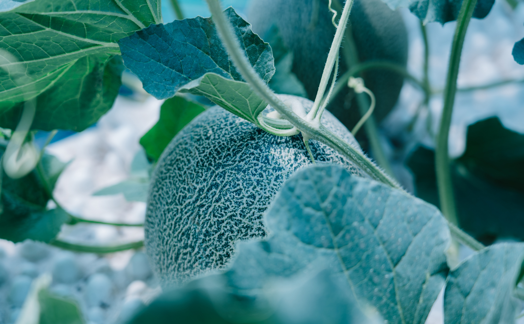 畑になっているメロン