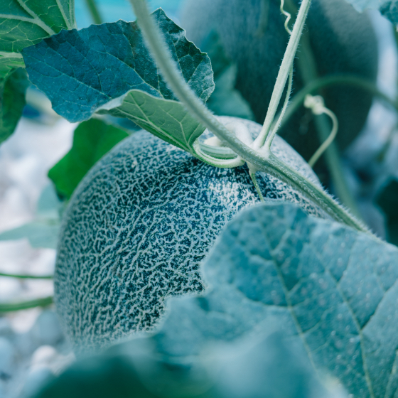 畑になっているメロン